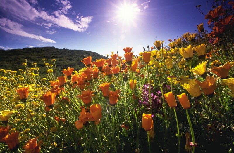 Wildflowers in Field — Yellow, Bright, Afternoon
