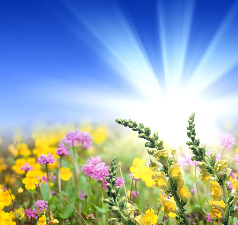Wildflowers in Field — Yellow, Bright