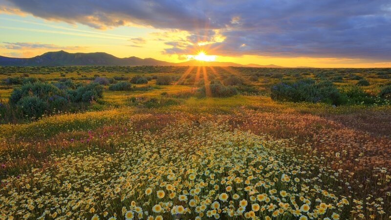Wildflowers in Field — Yellow, Serene, Sunrise