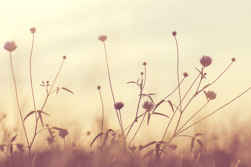 Wildflowers in Field — Yellow, Serene, Sunset, Photograph, Sky