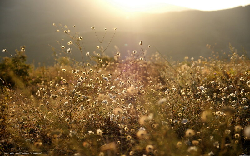 Wildflowers in Field — Yellow, Serene, Sunset, Photograph, Sunlight