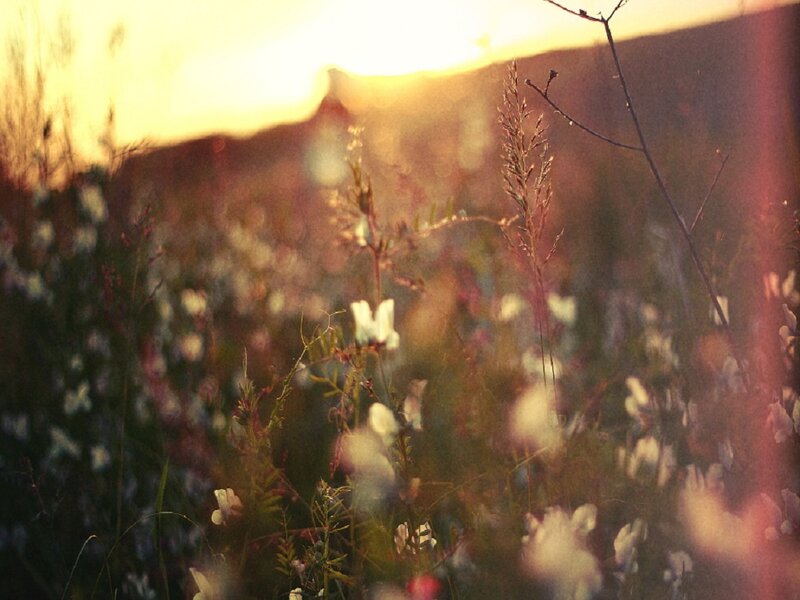 Wildflowers in Field — Yellow, Serene, Sunset, Photograph