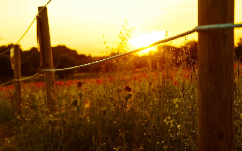 Wildflowers in Field — Yellow, Serene, Sunset