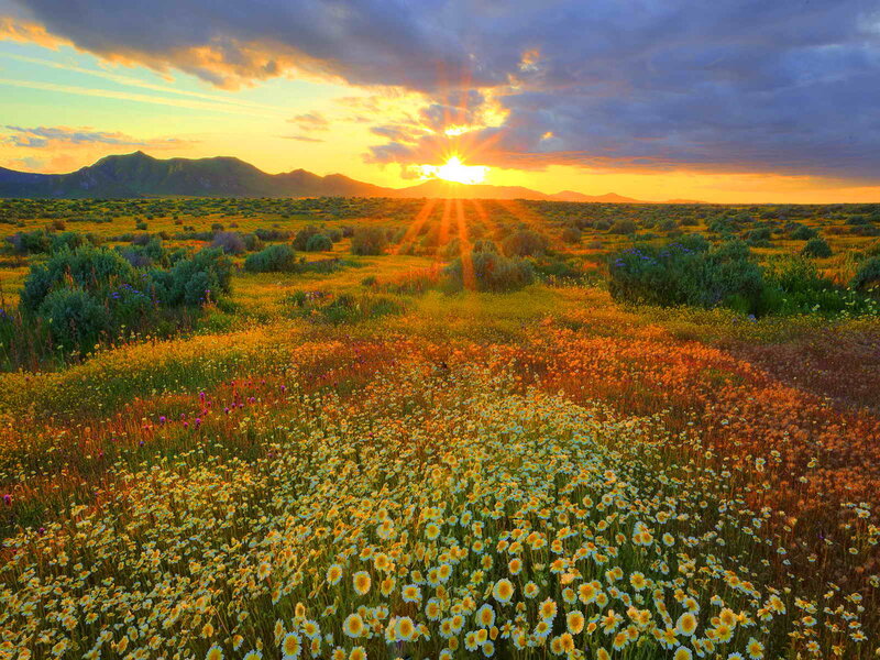 Wildflowers in Field — Yellow, Serene