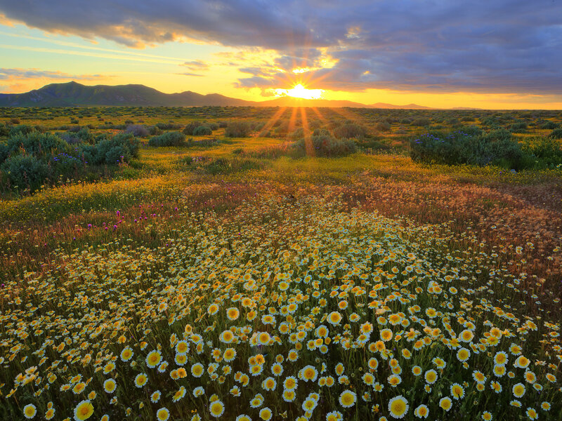 Wildflowers in Field — Yellow