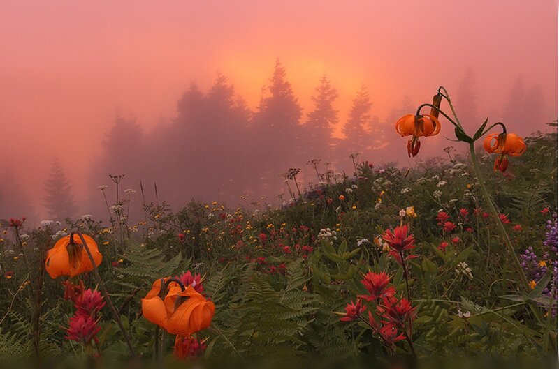 Wildflowers in Fog