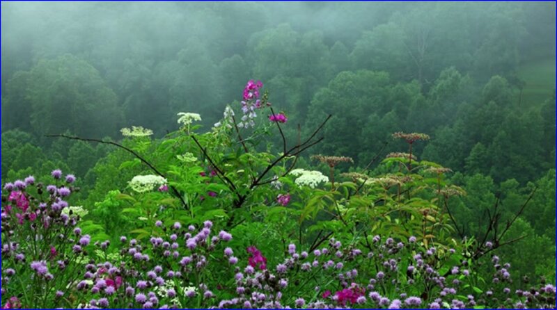 Wildflowers in Foggy Forest