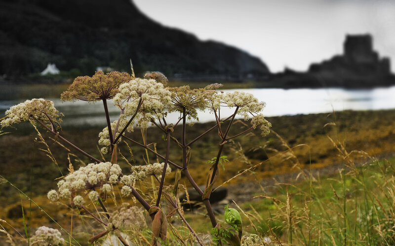 Wildflowers in Foreground