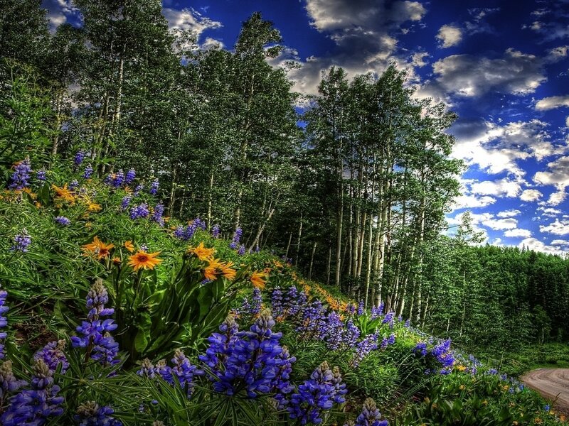 Wildflowers in Forest — Blue, Serene
