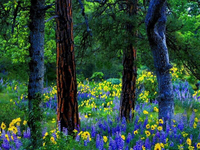 Wildflowers in Forest — Blue