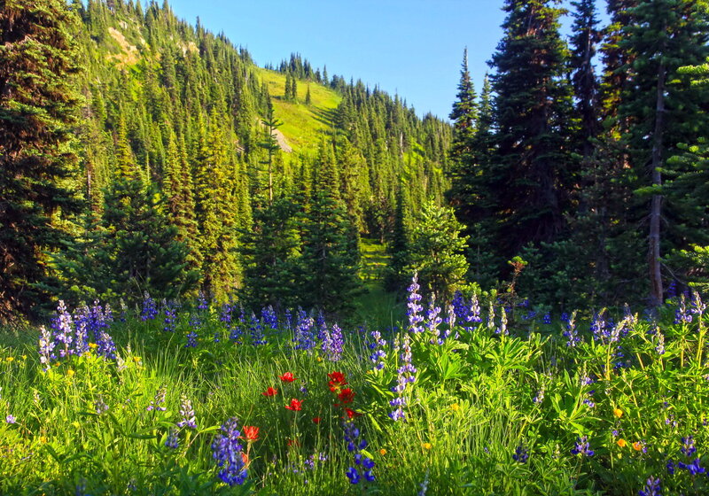 Wildflowers in Forest Clearing — Green