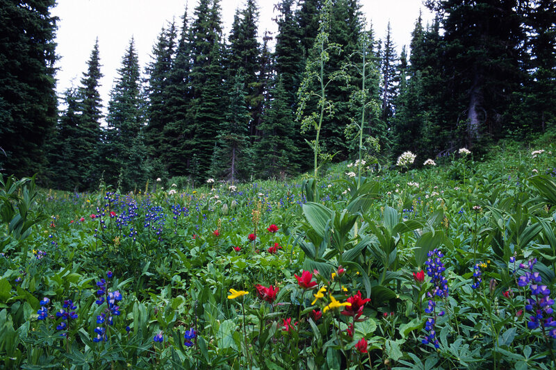 Wildflowers in Forest Clearing