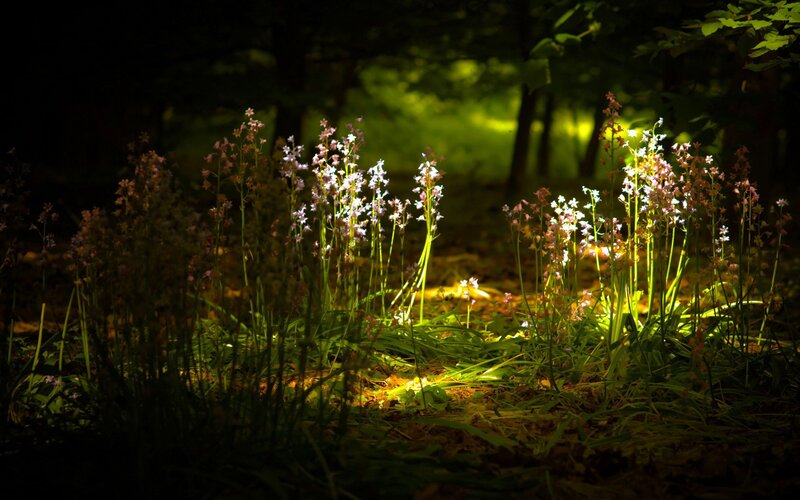 Wildflowers in Forest — Green, Dramatic, Night