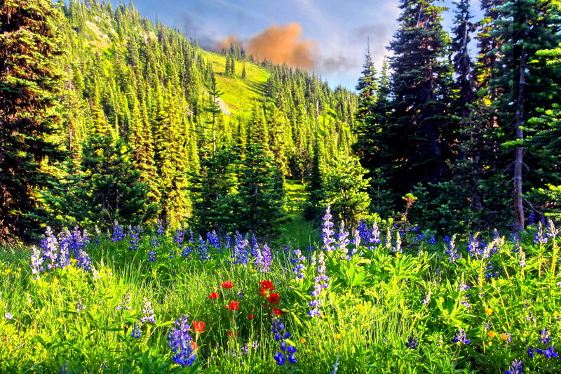 Wildflowers in Forest — Green, Serene, Afternoon