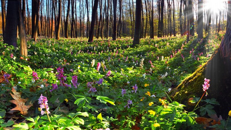 Wildflowers in Forest — Green, Serene, Spring