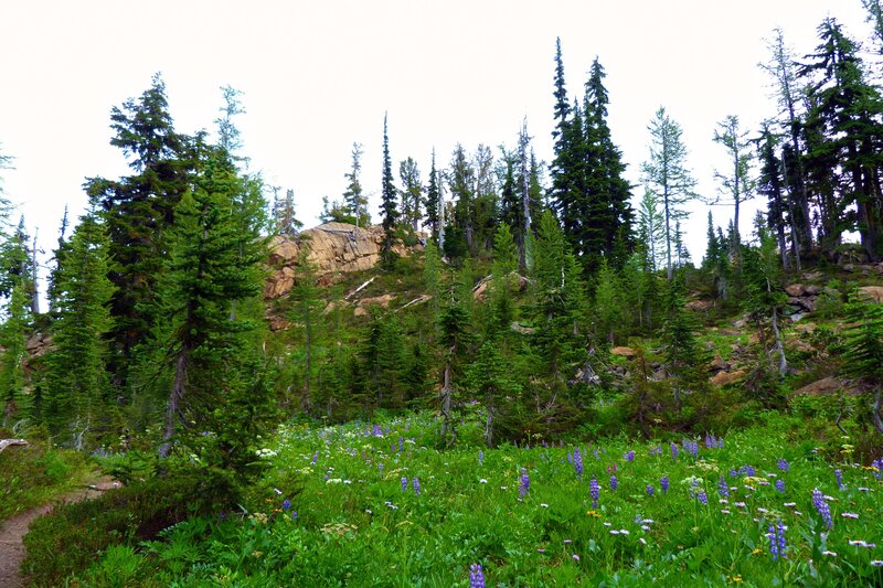 Wildflowers in Forest — Green, Serene, Summer
