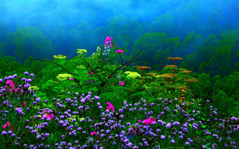 Wildflowers in Forest — Green, Serene