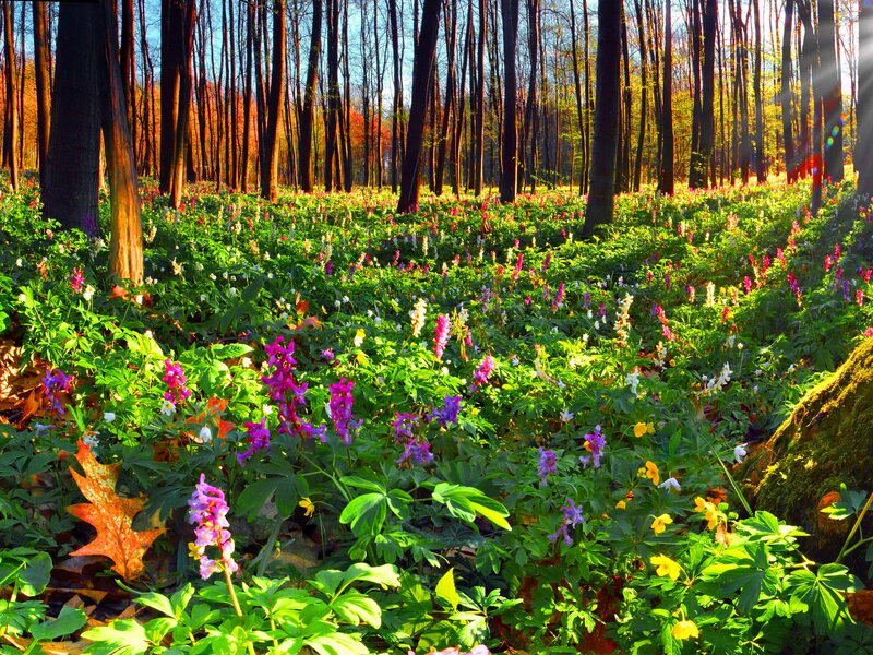 Wildflowers in Forest — Green
