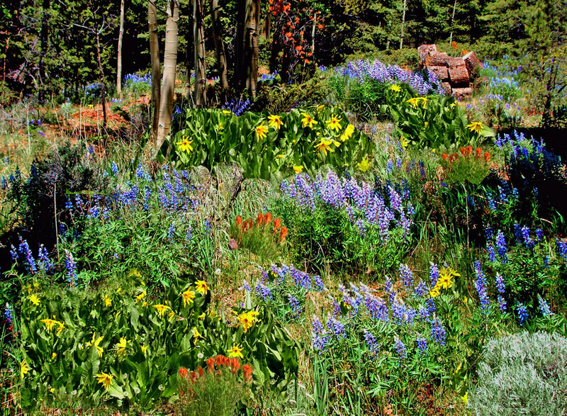 Wildflowers in Forest