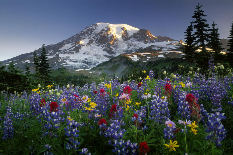 Wildflowers in front of a snow-capped mountain