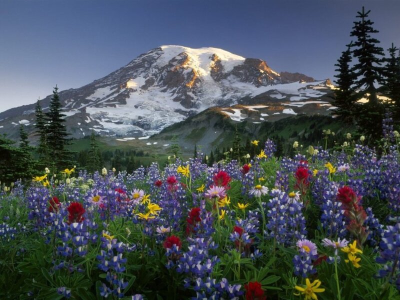 Wildflowers in Front of Mountain — Blue