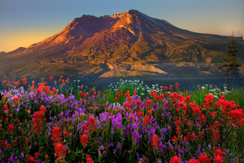 Wildflowers in Front of Mountain — Purple, Serene, Sunset
