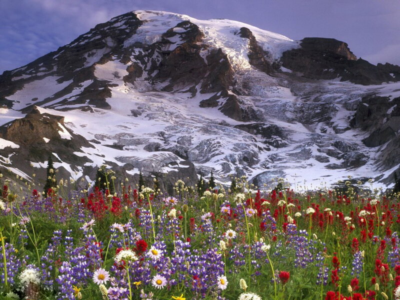 Wildflowers in Front of Mountain — Purple