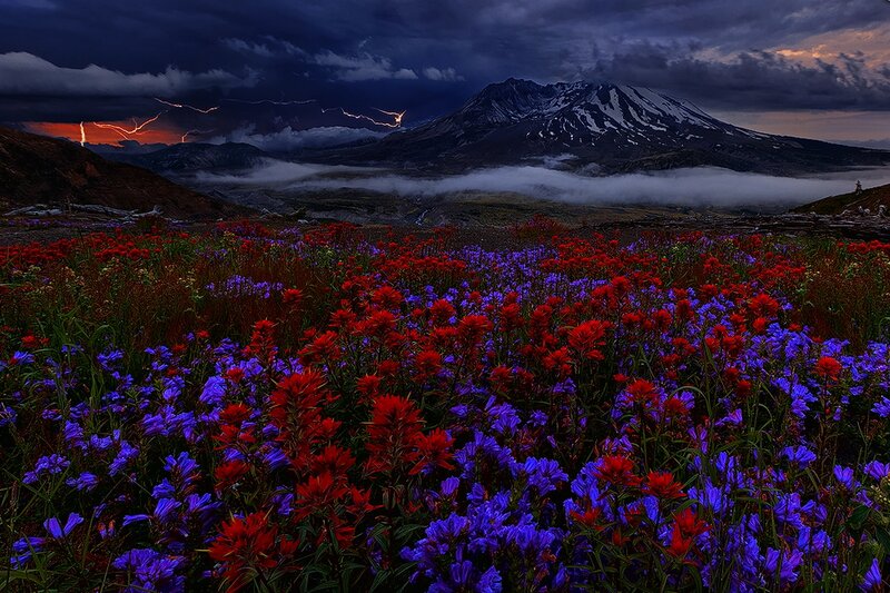 Wildflowers in Front of Mountain — Red