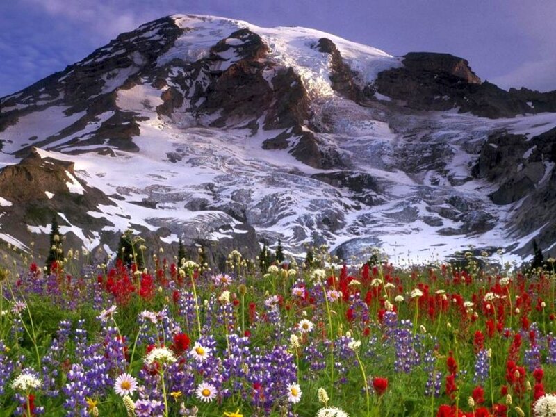 Wildflowers in Front of Mountain