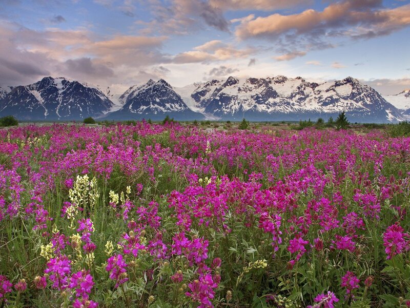 Wildflowers in front of snow-capped mountains