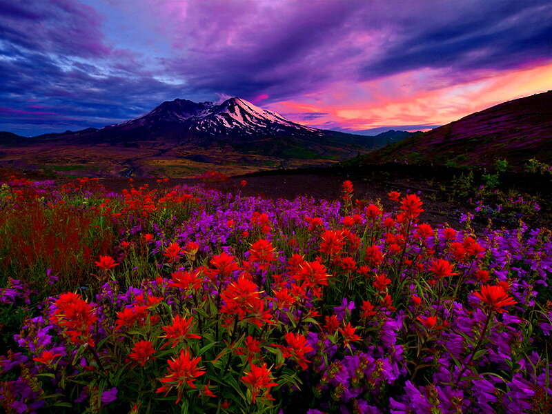 Wildflowers in Front of Volcano — Purple