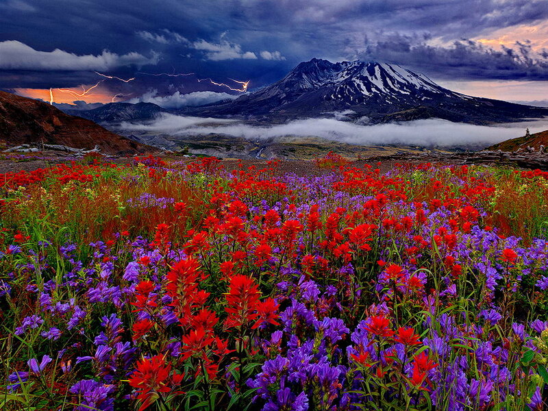 Wildflowers in Front of Volcano — Red