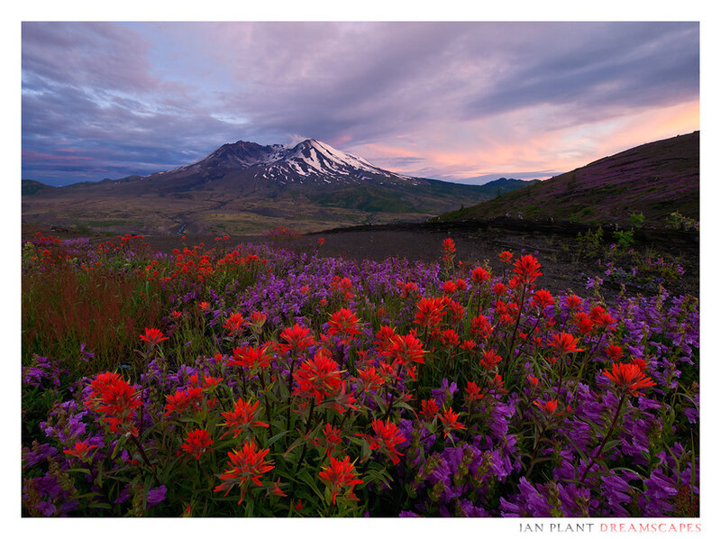 Wildflowers in Front of Volcano