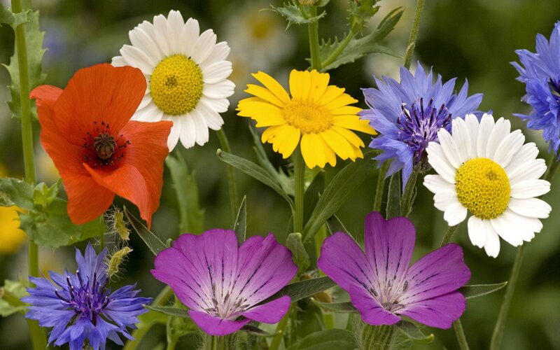 Wildflowers in Garden — Purple