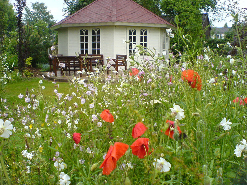 Wildflowers in Garden