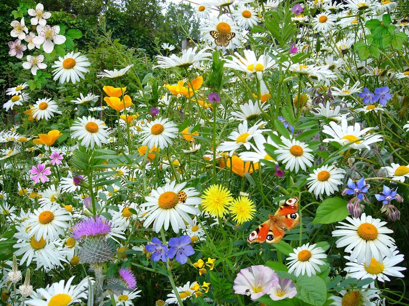 Wildflowers in Garden — White, Serene