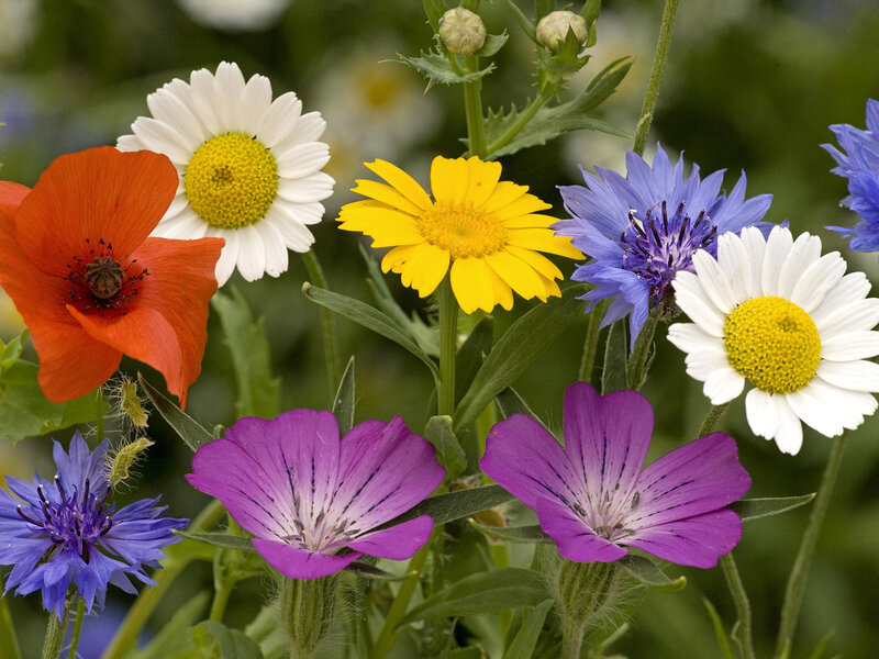 Wildflowers in Garden — White