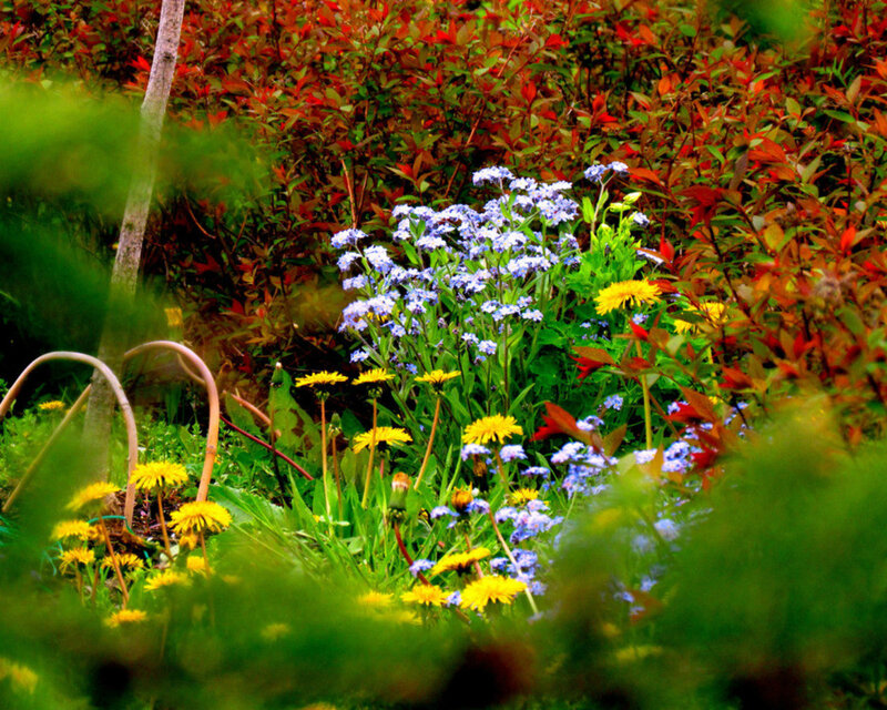 Wildflowers in Garden — Yellow