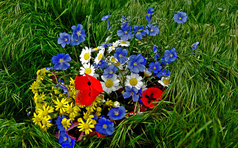 Wildflowers in Grass — Green, Natural