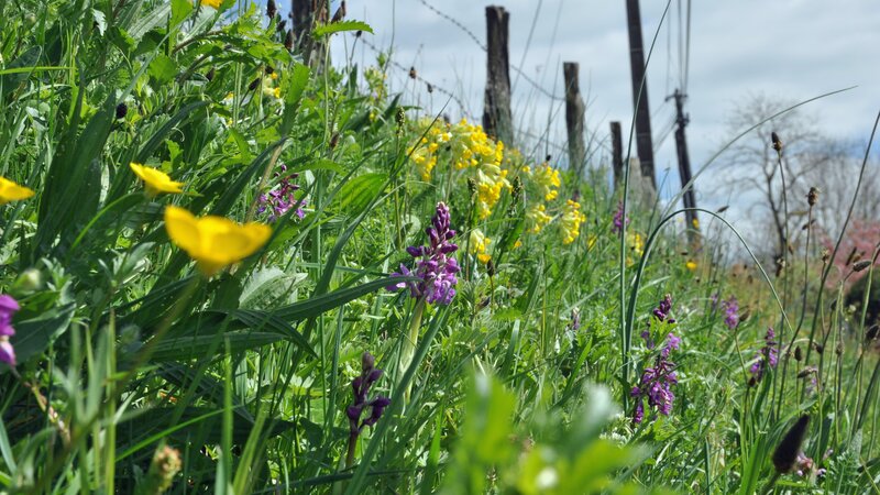 Wildflowers in Grass — Green, Serene