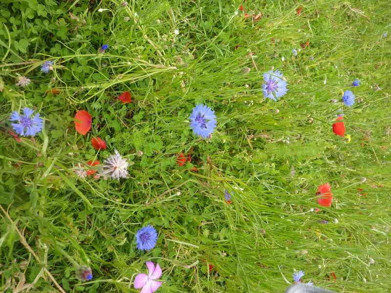 Wildflowers in Grass — Green