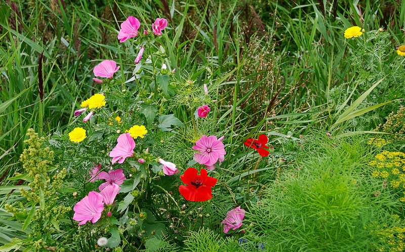 Wildflowers in Grass