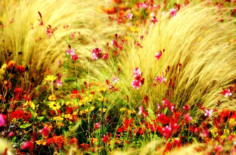 Wildflowers in Grass — Yellow, Serene