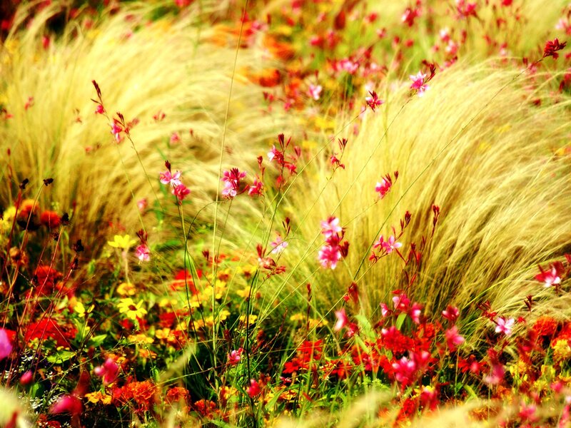 Wildflowers in Grass — Yellow