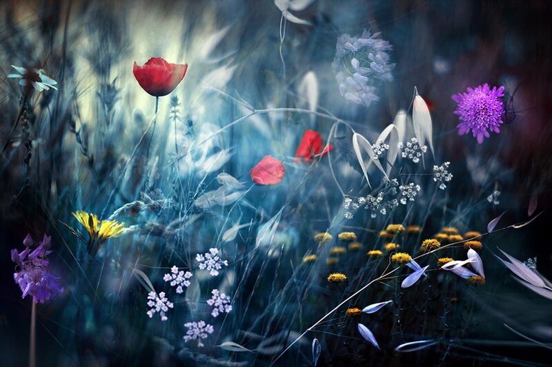 Wildflowers in Meadow — Blue