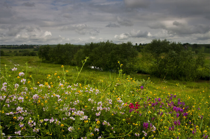 Wildflowers in Meadow — Green, Dramatic, Afternoon