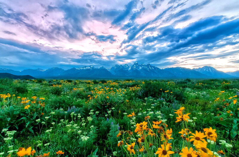 Wildflowers in Meadow — Green, Dramatic, Sunset
