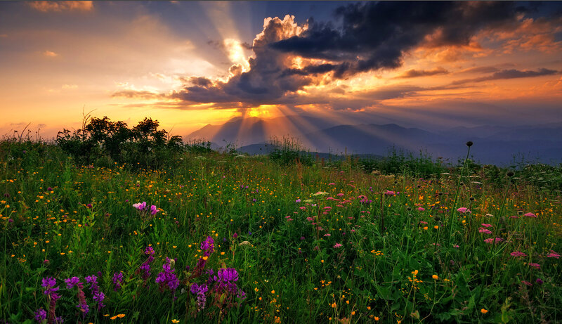 Wildflowers in Meadow — Green, Dramatic