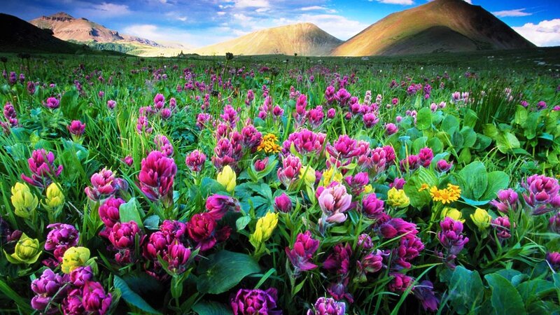 Wildflowers in Meadow — Green, Serene, Afternoon, Photograph