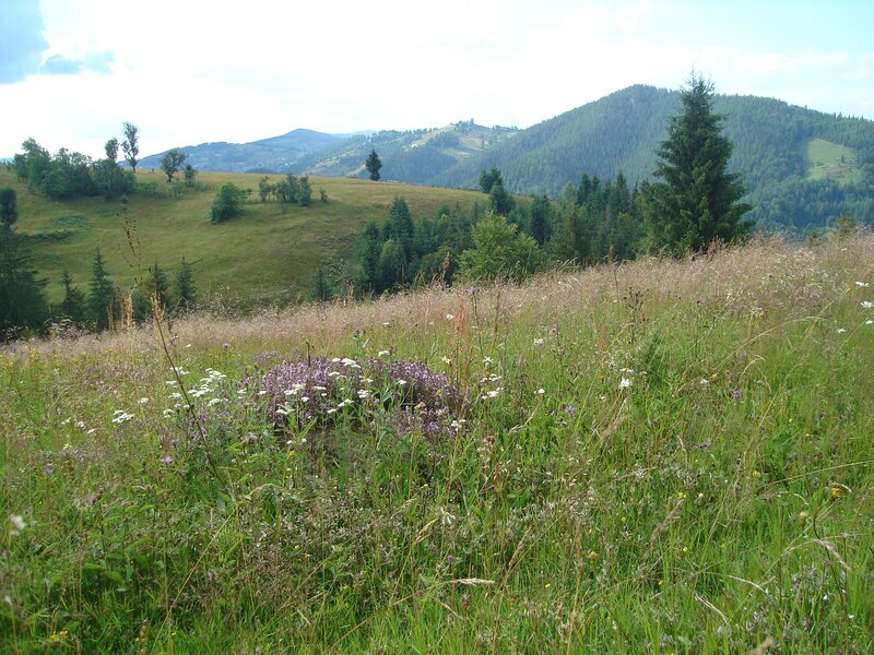 Wildflowers in Meadow — Green, Serene, Summer